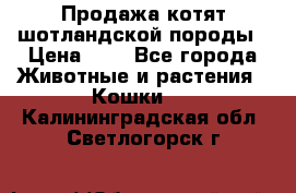 Продажа котят шотландской породы › Цена ­ - - Все города Животные и растения » Кошки   . Калининградская обл.,Светлогорск г.